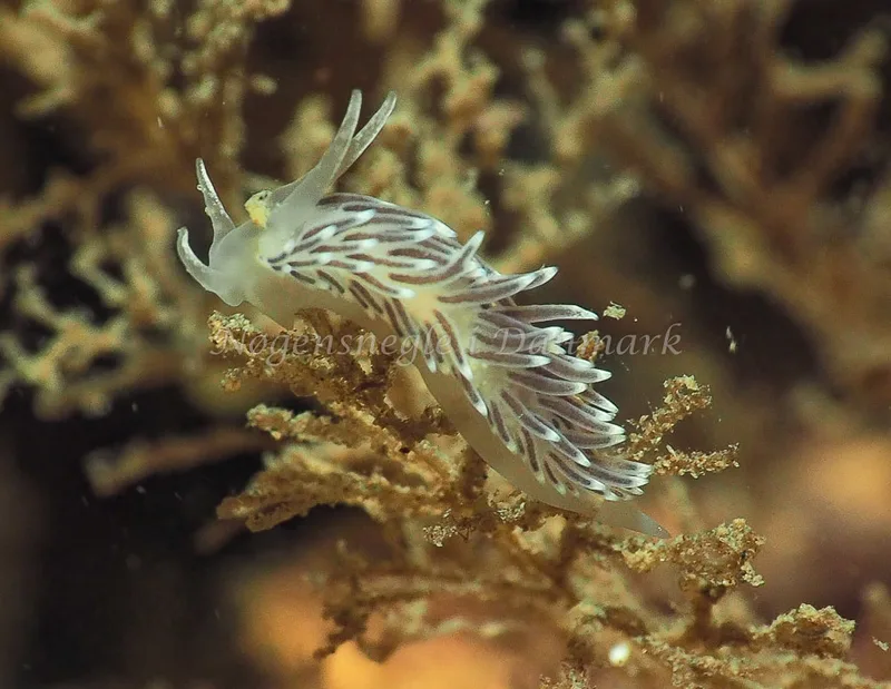 Cuthonella concinna - Ammoniakhavnen - Foto: Jens Egon Jørgensen