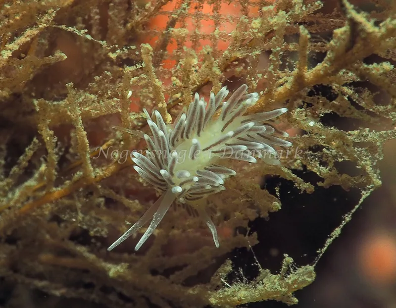 Cuthonella concinna - Ammoniakhavnen - Foto: Jens Egon Jørgensen