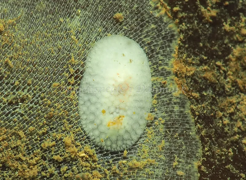 ​Onchidoris muricata  - Ammoniakhavnen - Foto: Jens Egon Jørgensen