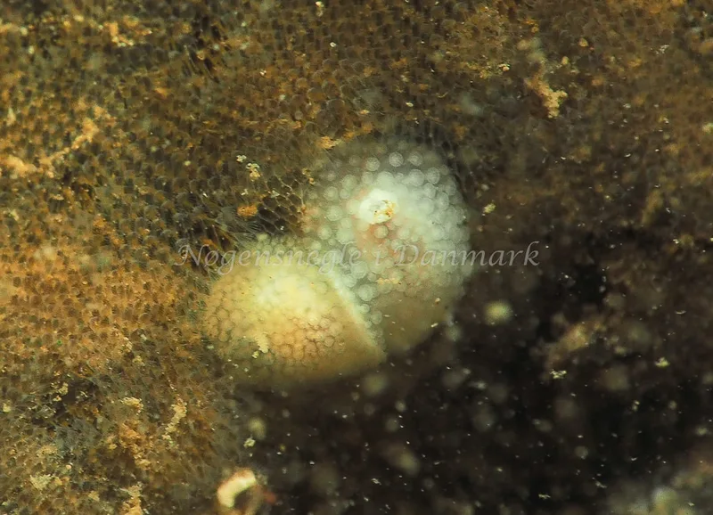 ​Onchidoris muricata  - Ammoniakhavnen - Foto: Jens Egon Jørgensen