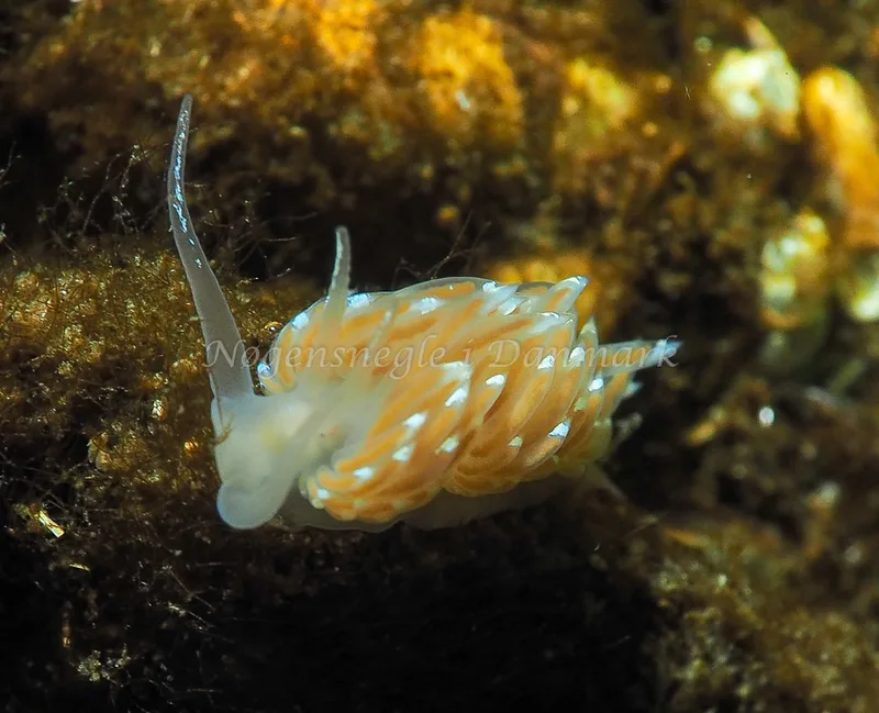 Facelina bostoniensis - Kollund Lillestrand - Foto: Jens Egon Jørgensen