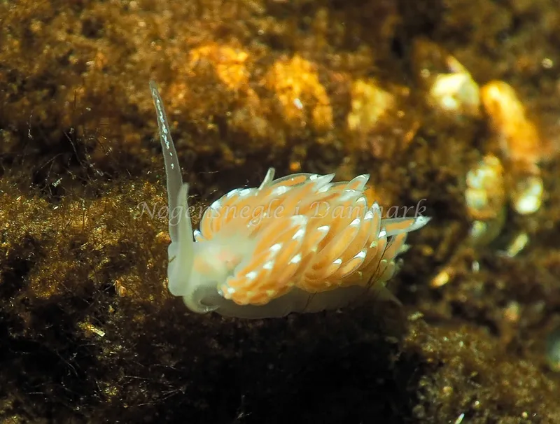 Facelina bostoniensis - Kollund Lillestrand - Foto: Jens Egon Jørgensen