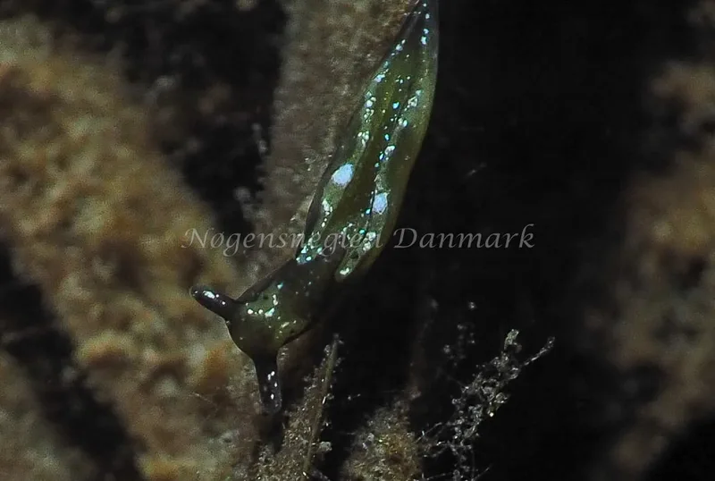 Elysia viridis - Kollund Lillestrand - Foto: Jens Egon Jørgensen