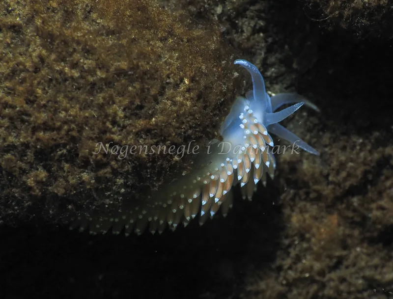Coryphella verrucosa - Kollund Lillestrand - Foto: Jens Egon Jørgensen