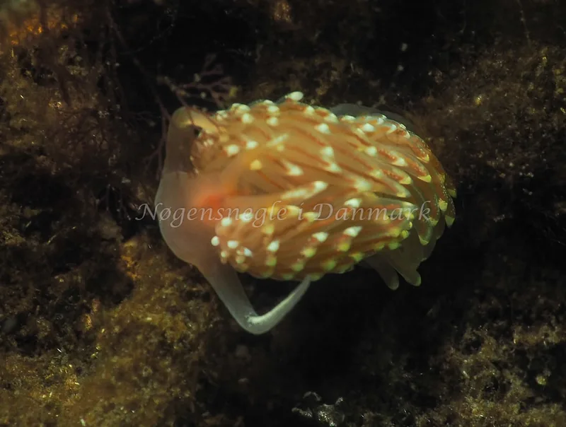 Facelina bostoniensis - Kollund Lillestrand - Foto: Jens Egon Jørgensen