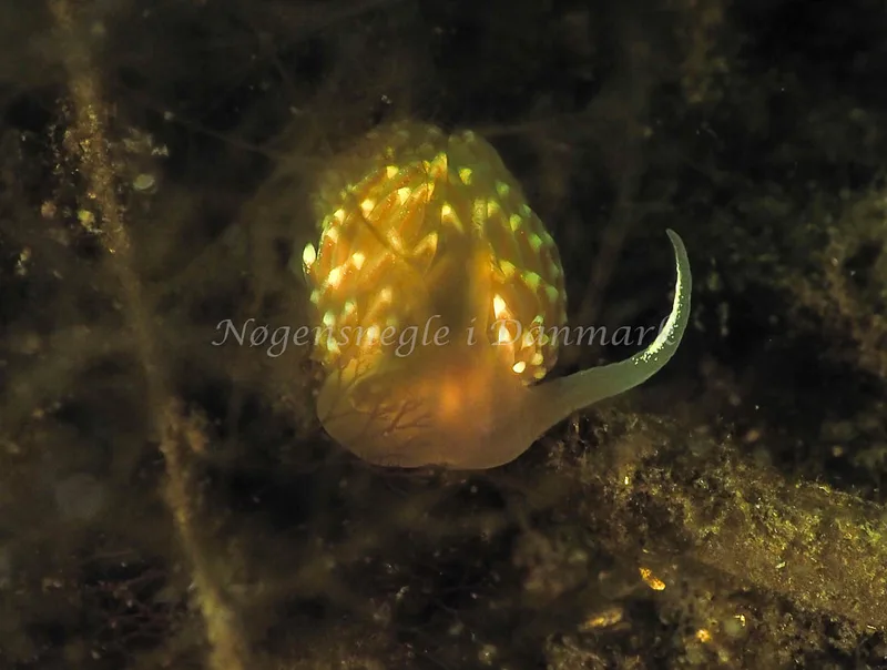 Facelina bostoniensis - Kollund Lillestrand - Foto: Jens Egon Jørgensen