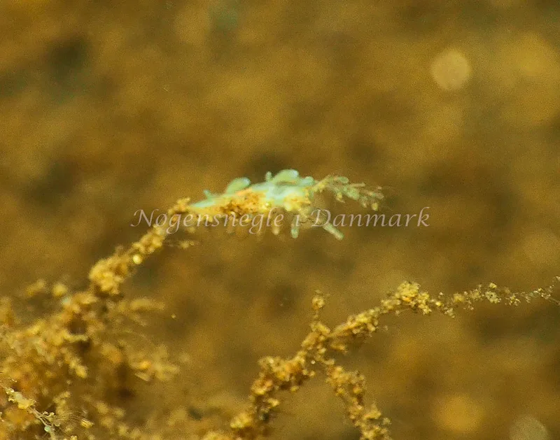 Eubranchus rupium - Kollund Mole - Foto: Jens Egon Jørgensen