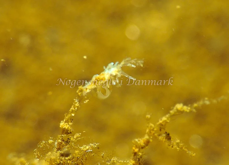 Eubranchus rupium - Kollund Mole - Foto: Jens Egon Jørgensen