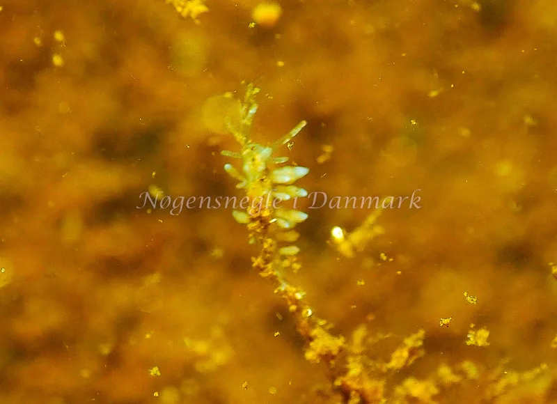 Eubranchus rupium - Kollund Mole - Foto: Jens Egon Jørgensen