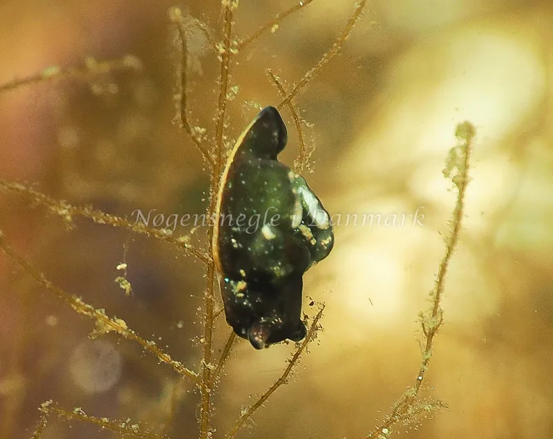 Elysia viridis - Kollund Lillestrand - Foto: Jens Egon Jørgensen
