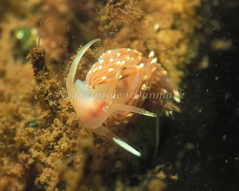 Facelina bostoniensis - Kollund Lillestrand - Foto: Jens Egon Jørgensen