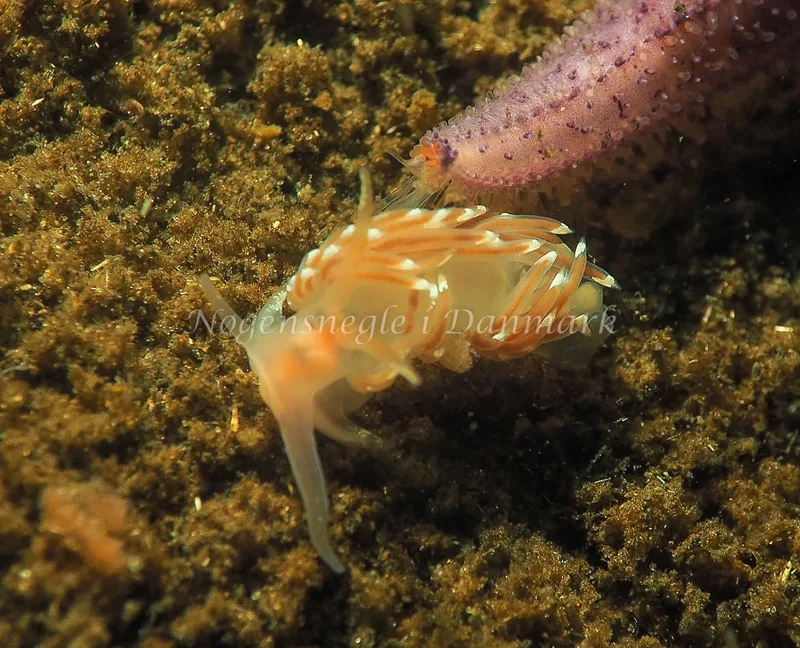 Facelina bostoniensis - Kollund Lillestrand - Foto: Jens Egon Jørgensen