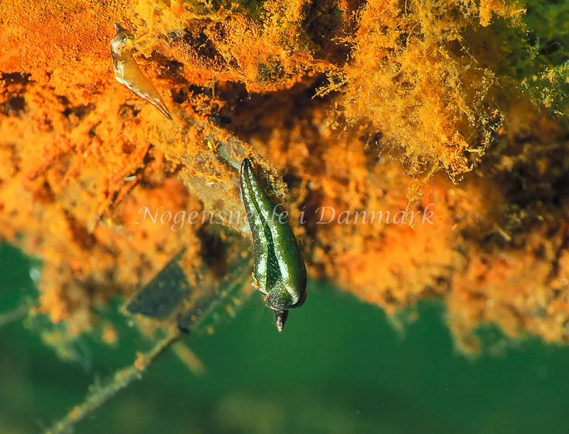 Elysia viridis - Kollund Lillestrand - Foto: Jens Egon Jørgensen