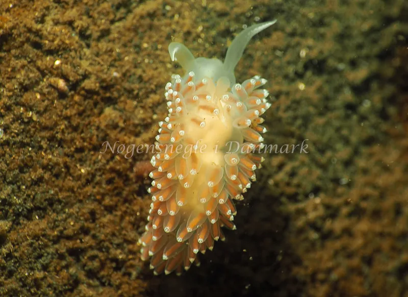 Coryphella verrucosa - Kollund Lillestrand - Foto: Jens Egon Jørgensen