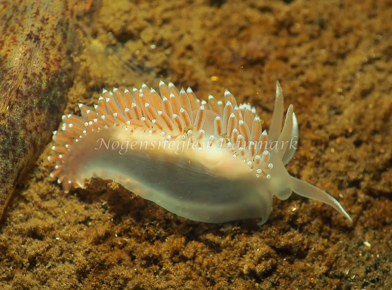 Coryphella verrucosa - Kollund Lillestrand - Foto: Jens Egon Jørgensen
