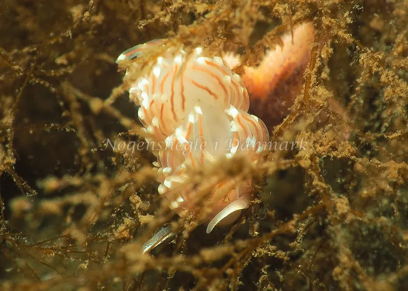 Facelina bostoniensis - Kollund Lillestrand - Foto: Jens Egon Jørgensen