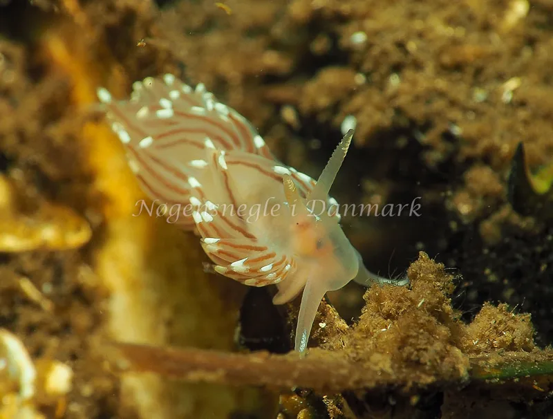 Facelina bostoniensis - Kollund Lillestrand - Foto: Jens Egon Jørgensen