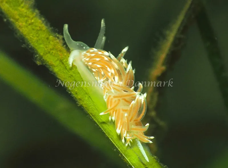 Facelina bostoniensis - Kollund Lillestrand - Foto: Jens Egon Jørgensen