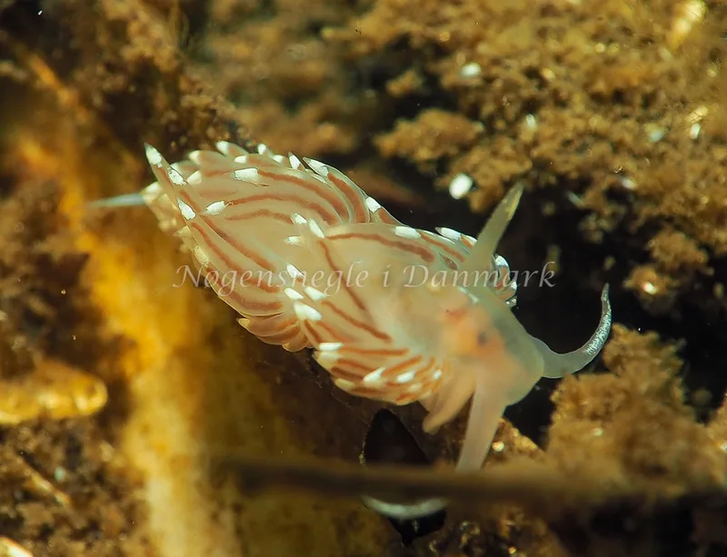 Facelina bostoniensis - Kollund Lillestrand - Foto: Jens Egon Jørgensen