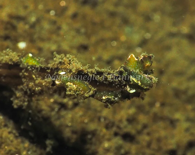 Elysia viridis - Kollund Lillestrand - Foto: Jens Egon Jørgensen