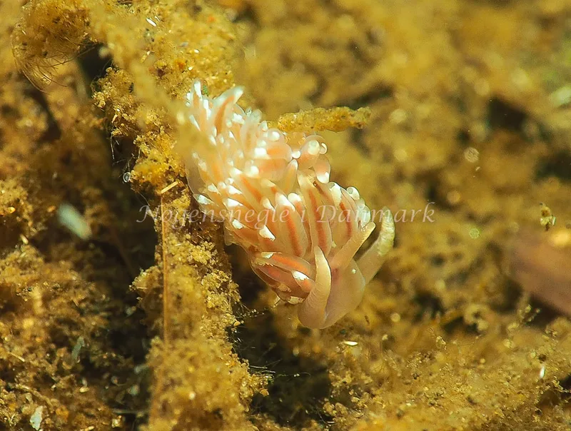 Facelina bostoniensis - Kollund Lillestrand - Foto: Jens Egon Jørgensen