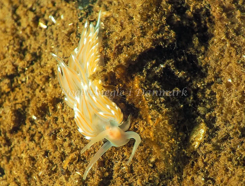 Facelina bostoniensis - Kollund Lillestrand - Foto: Jens Egon Jørgensen