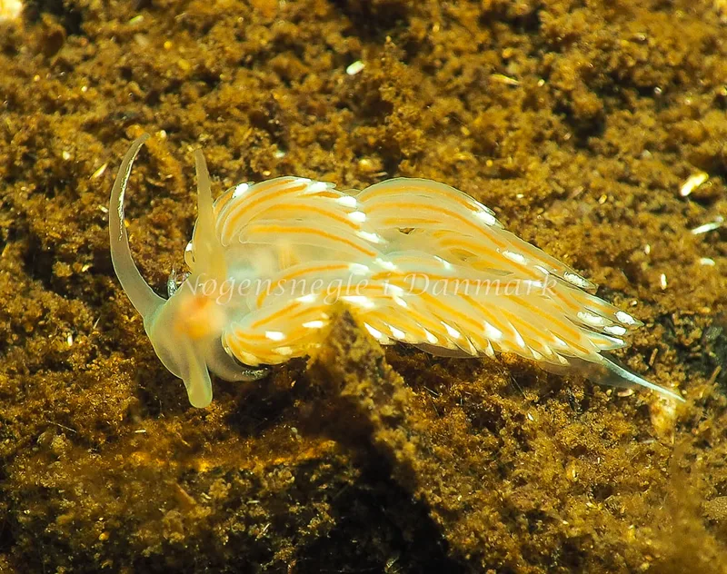 Facelina bostoniensis - Kollund Lillestrand - Foto: Jens Egon Jørgensen