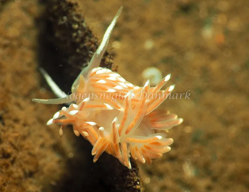Facelina bostoniensis - Kollund Lillestrand - Foto: Jens Egon Jørgensen