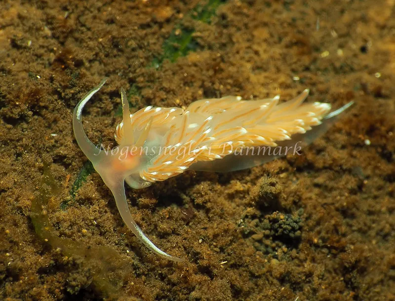 Facelina bostoniensis - Kollund Lillestrand - Foto: Jens Egon Jørgensen