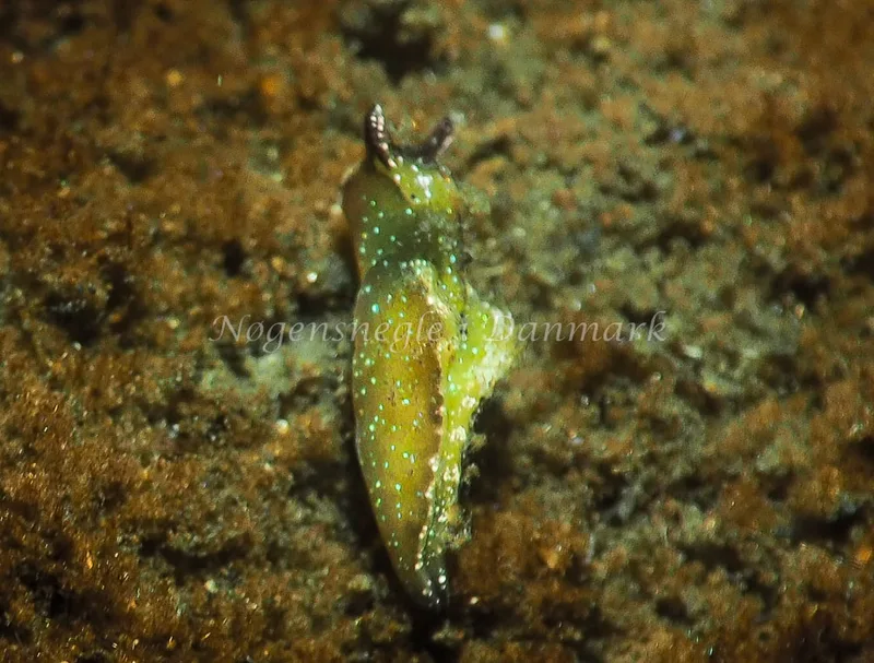 Elysia viridis - Kollund Lillestrand - Foto: Jens Egon Jørgensen