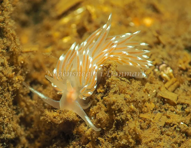 Facelina bostoniensis - Kollund Lillestrand - Foto: Jens Egon Jørgensen