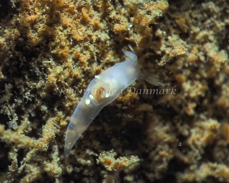 Ancula gibbosa - Teglværkshavnen - Foto: Jens Egon Jørgensen