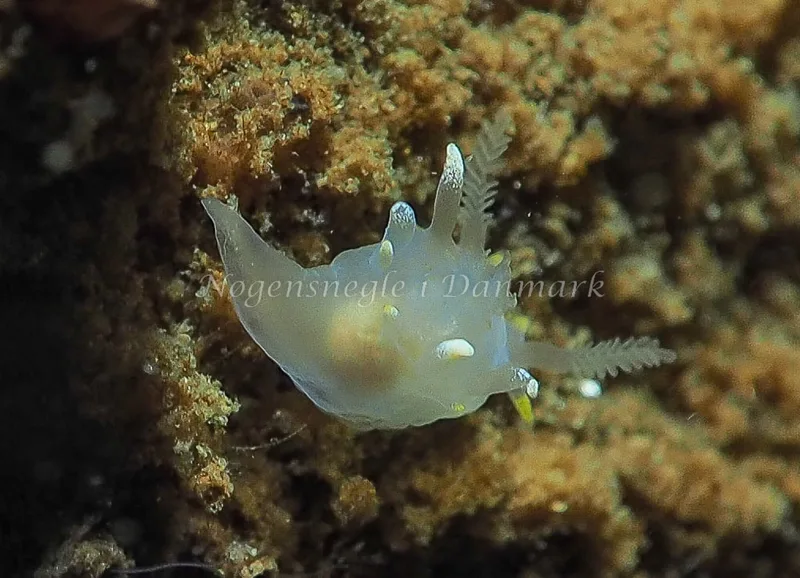Ancula gibbosa - Teglværkshavnen - Foto: Jens Egon Jørgensen