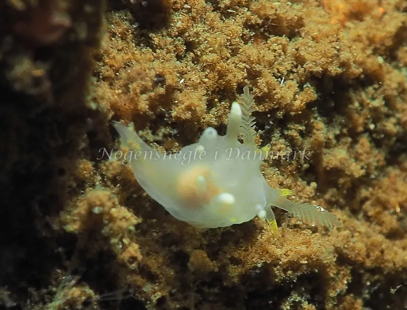 Ancula gibbosa - Teglværkshavnen - Foto: Jens Egon Jørgensen