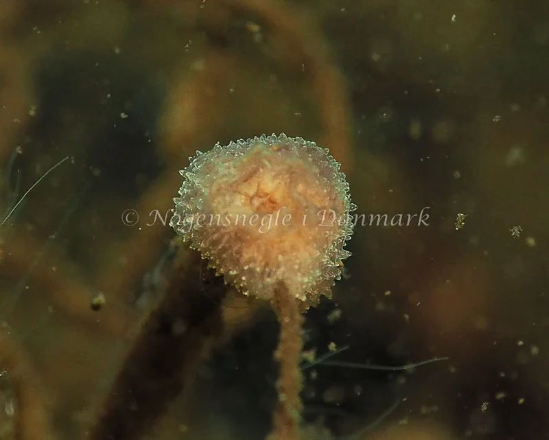 Acanthodoris pilosa - Kollund Lillestrand - Foto: Jens Egon Jørgensen