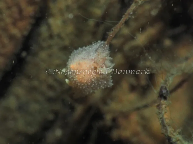 Acanthodoris pilosa - Kollund Lillestrand - Foto: Jens Egon Jørgensen