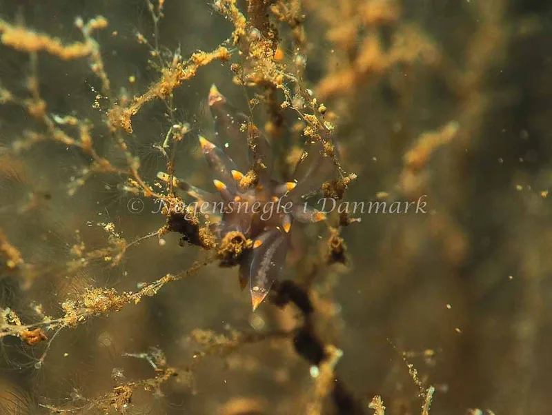 Amphorina viriola - Kollund Lillestrand - Foto: Jens Egon Jørgensen