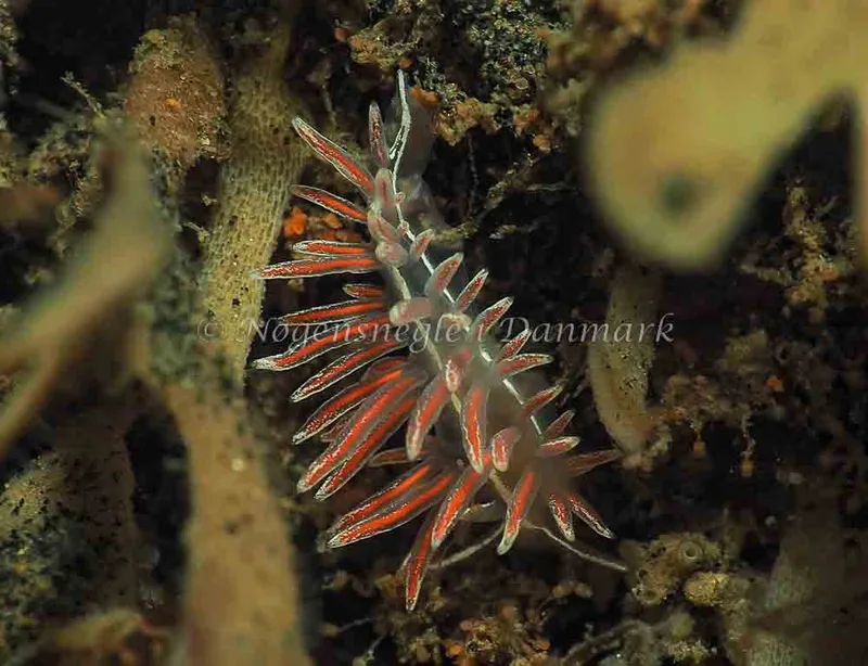 Coryphella monicae - Ammoniakhavnen - Foto: Jens Egon Jørgensen