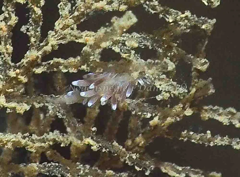 Cuthonella concinna - Ammoniakhavnen - Jens Egon Jørgensen