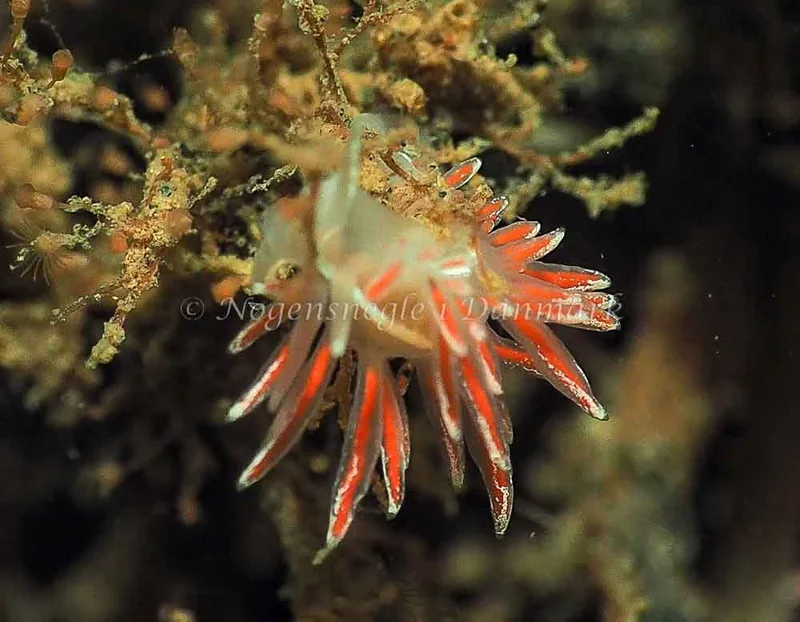 Coryphella monicae - Ammoniakhavnen - Foto: Jens Egon Jørgensen