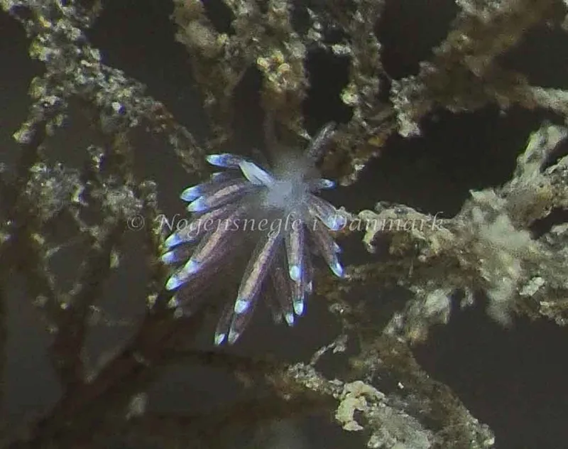 Cuthonella concinna - Ammoniakhavnen - Jens Egon Jørgensen