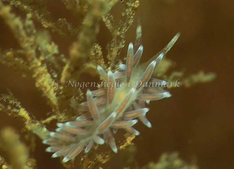 Cuthonella concinna - Ammoniakhavnen - Jens Egon Jørgensen