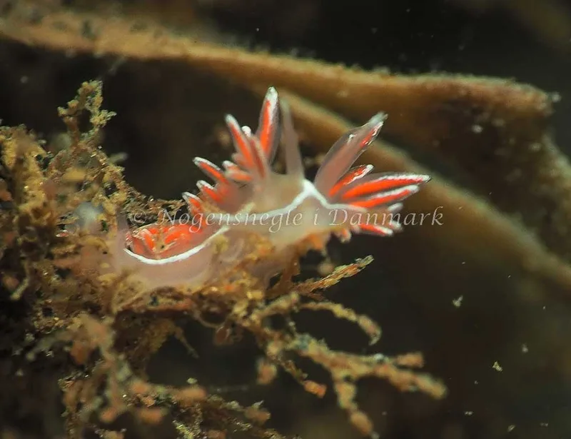 Coryphella monicae - Ammoniakhavnen - Foto: Jens Egon Jørgensen