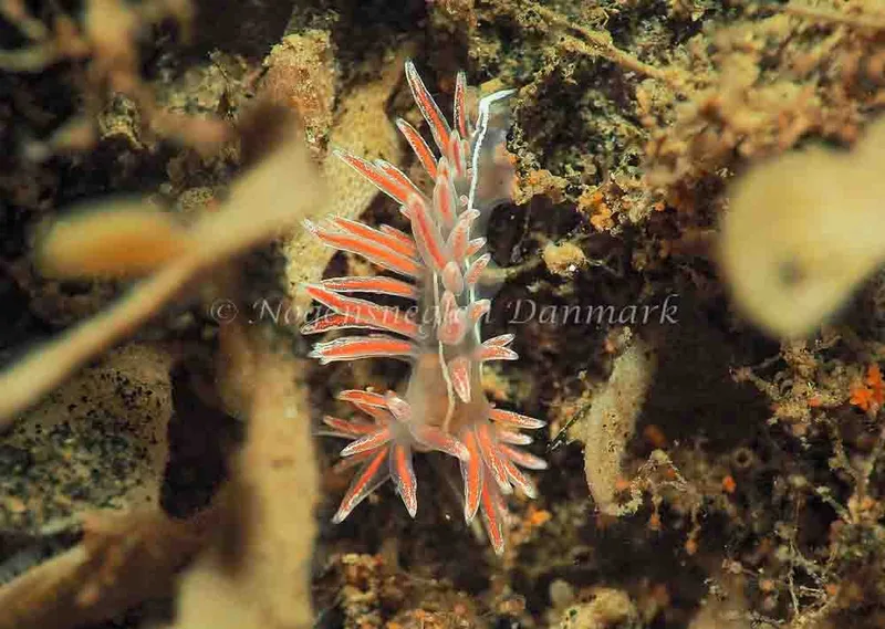 Coryphella monicae - Ammoniakhavnen - Foto: Jens Egon Jørgensen