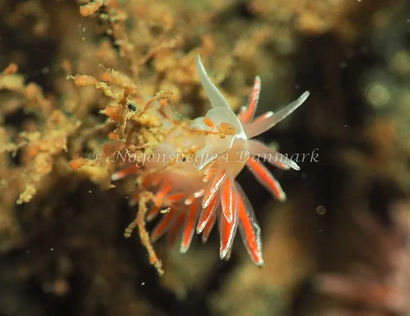 Coryphella monicae - Ammoniakhavnen - Foto: Jens Egon Jørgensen
