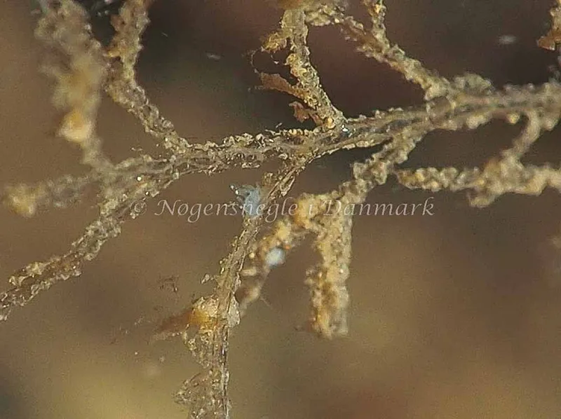 Cuthonella concinna - Lyngsbo Strand - Jens Egon Jørgensen