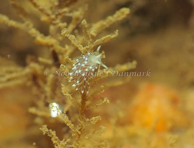Cuthonella concinna - Lyngsbo Strand - Jens Egon Jørgensen
