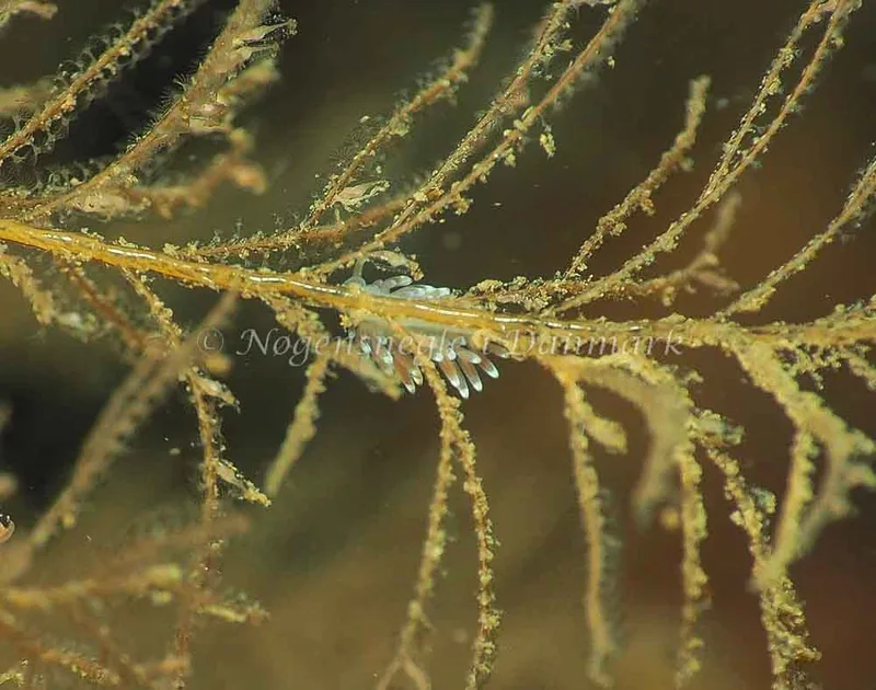 Cuthonella concinna - Lyngsbo Strand - Jens Egon Jørgensen