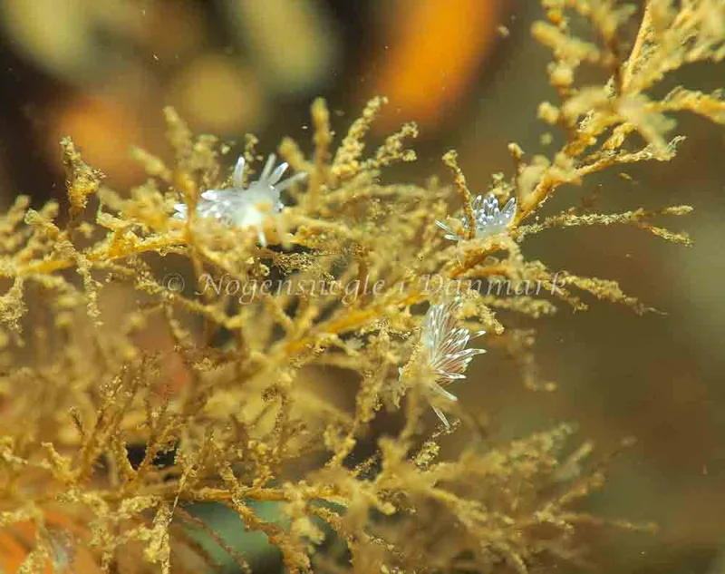 Cuthonella concinna - Lyngsbo Strand - Jens Egon Jørgensen