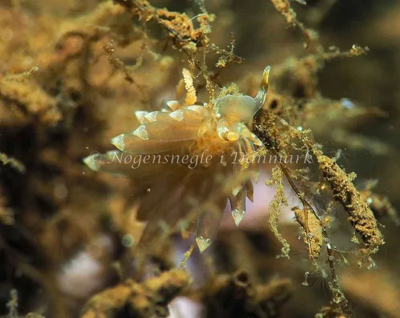 Amphorina viriola - Kollund Lillestrand - Foto: Jens Egon Jørgensen